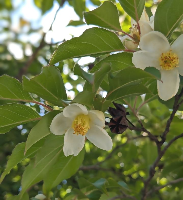 Stewartia monadelpha